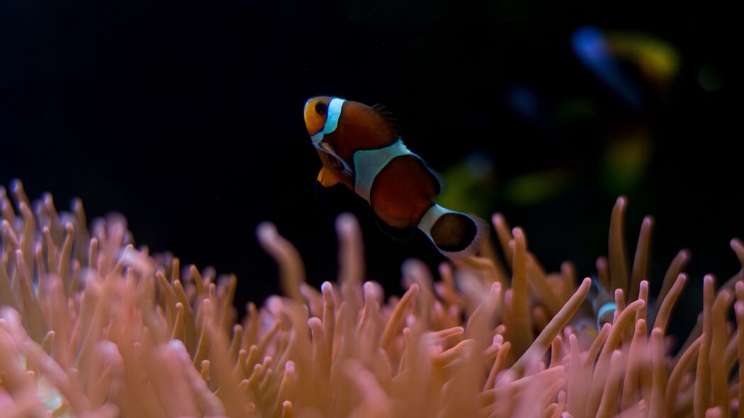 小丑鱼水族馆，探索水下世界，4K高清壁纸3840x2160，动物图片下载
