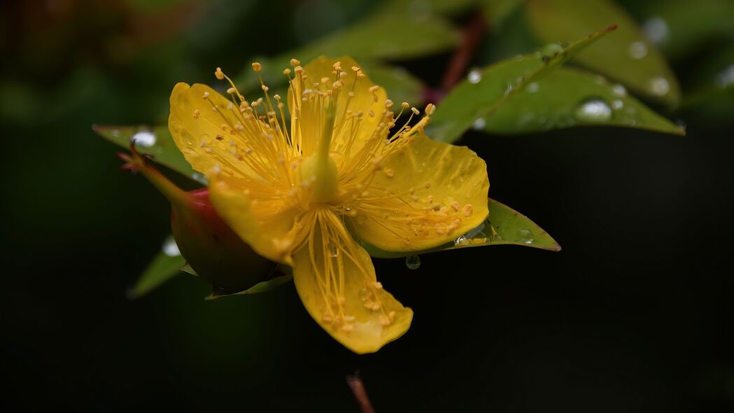 金丝桃花粉，绝美黄色4K壁纸，超清3840x2160背景图片下载