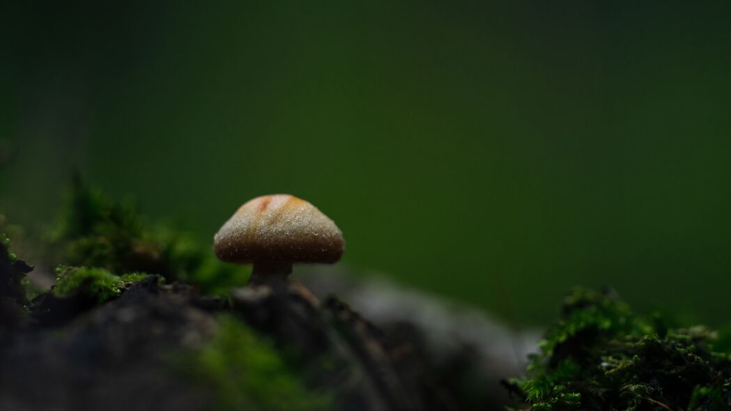 蘑菇苔藓微距大观，绝美4K高清壁纸，3840x2160分辨率，一键下载！