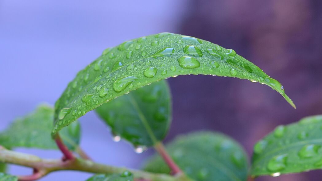 叶子滴雨，绿意盎然，高清4K壁纸，3840x2160宏观美景任你下载