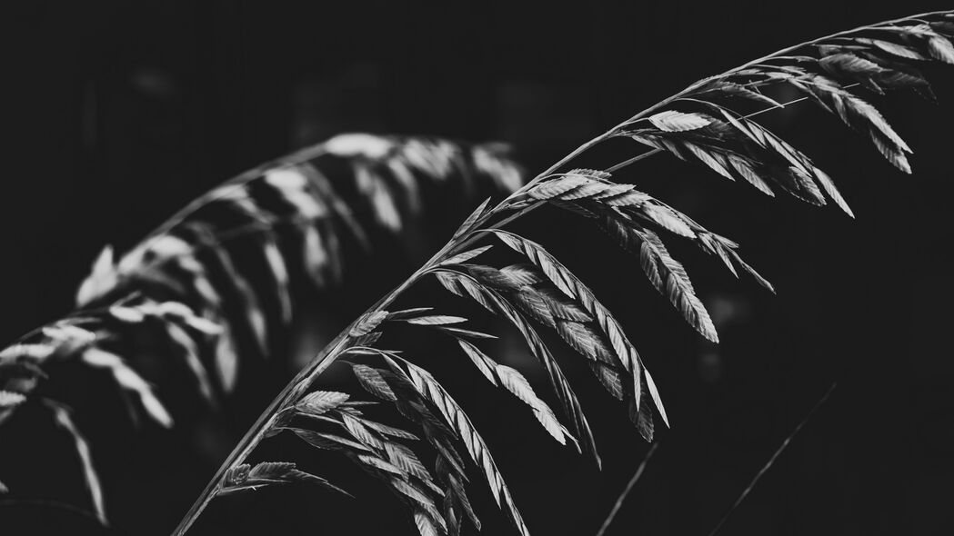 暗黑植物叶影，高清4K黑白壁纸，3840x2160分辨率，一键下载