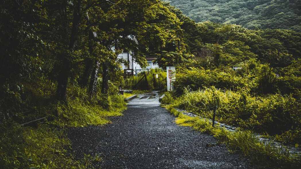 4K高清壁纸，迷雾森林，道路与树木交织的绝美风景