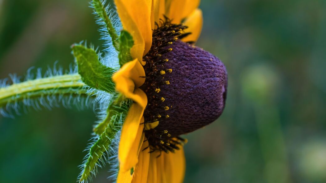 高清4K壁纸，微距下的黄色Rudbeckia花瓣，模糊艺术感，3840x2160超清下载