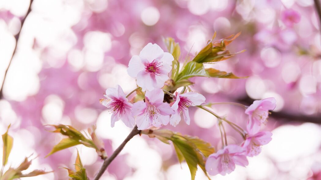 樱花盛开之美，粉红花瓣与树枝的4K高清壁纸（3840x2160）免费下载