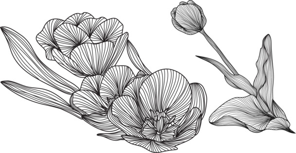 线描植物叶子花朵PNG，高清透明图片素材，设计装饰元素花纹免费下载