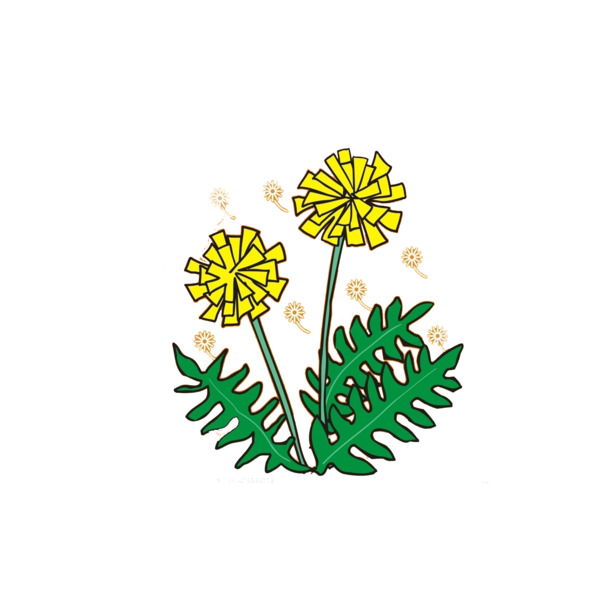 手绘菊花PNG透明图，节日元素素材，高清下载