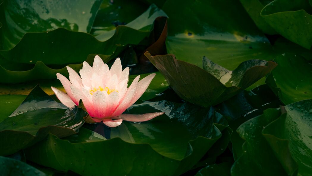 梦幻睡莲，粉红花瓣与水滴之舞，绝美4K壁纸，3840x2160高清下载