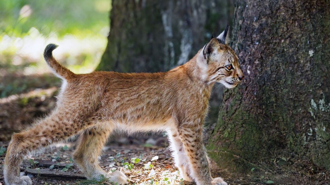 浅色山猫小猫捕食者动物4K高清壁纸，3840x2160分辨率免费下载
