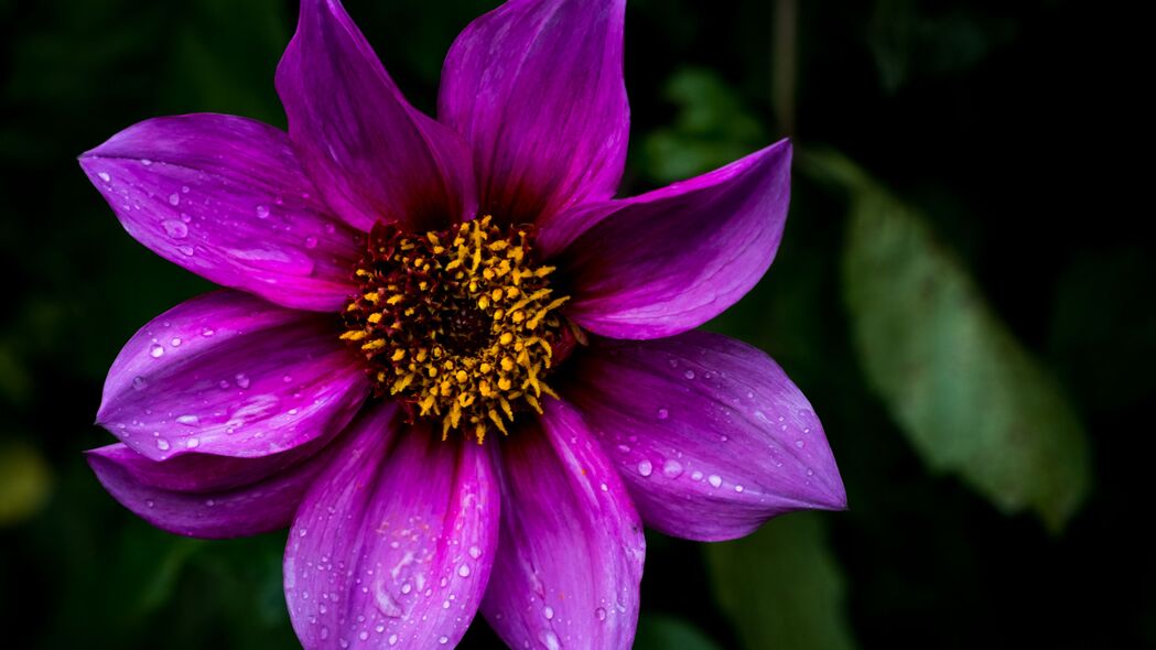 大丽花紫色花瓣高清4K壁纸，宏观之美，3840x2160分辨率下载