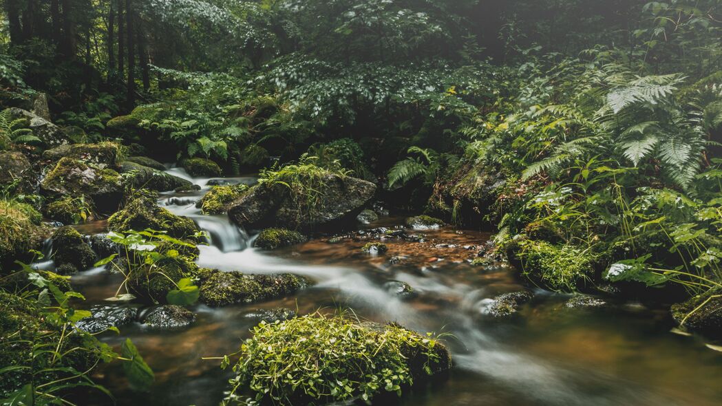 森林之韵，高清4K风景壁纸，石头草叶共绘自然之美，3840x2160超清下载