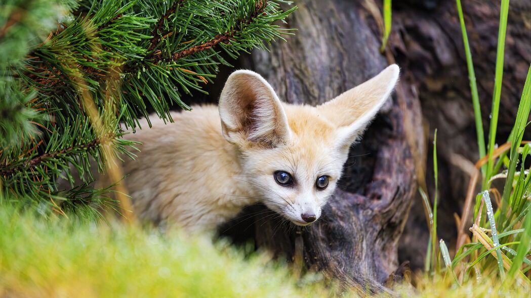 高清4K动物壁纸，Fennec狐狸在树皮下的野性之美，3840x2160免费下载