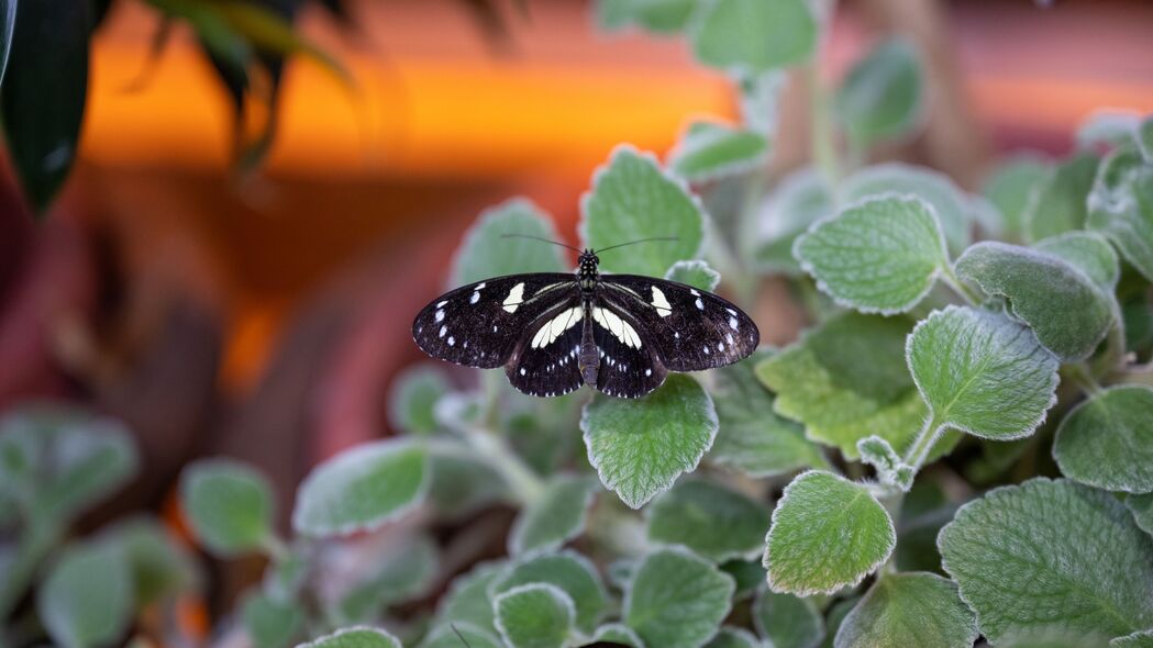 Neptis Rivularis蝴蝶，树叶间的自然之美，4K高清壁纸，3840x2160宏观视觉盛宴，免费下载