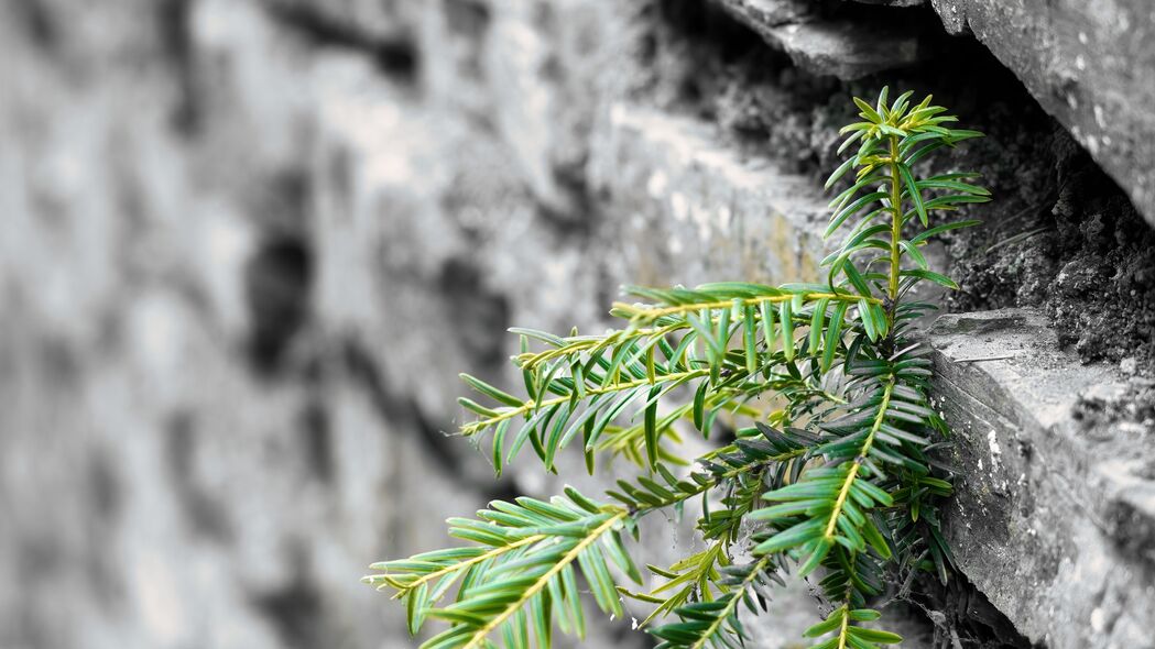 植物与树叶之美，墙壁砖块间的宏观4K高清壁纸，3840x2160分辨率下载