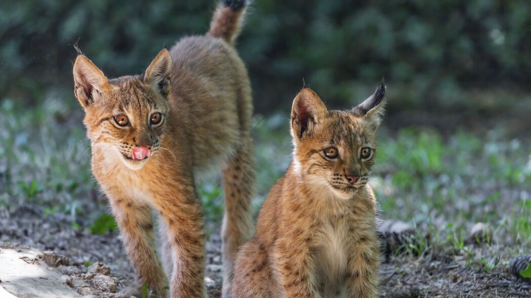 山猫小猫捕食者高清壁纸，突出舌头特写，4K超清3840x2160动物图片下载