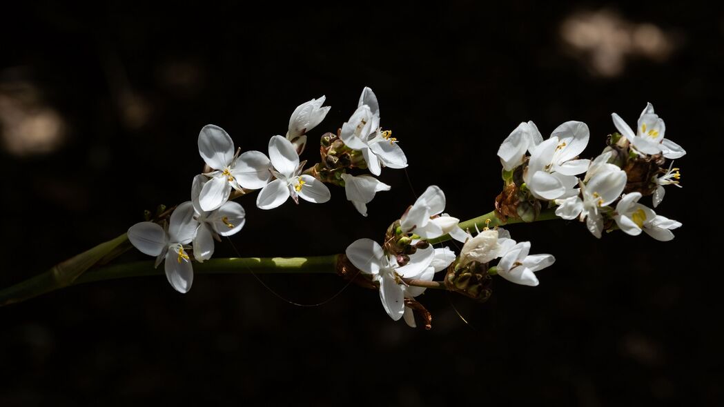 绝美花影，高清4K壁纸，花瓣树枝交织，细腻阴影渲染，3840x2160分辨率免费下载