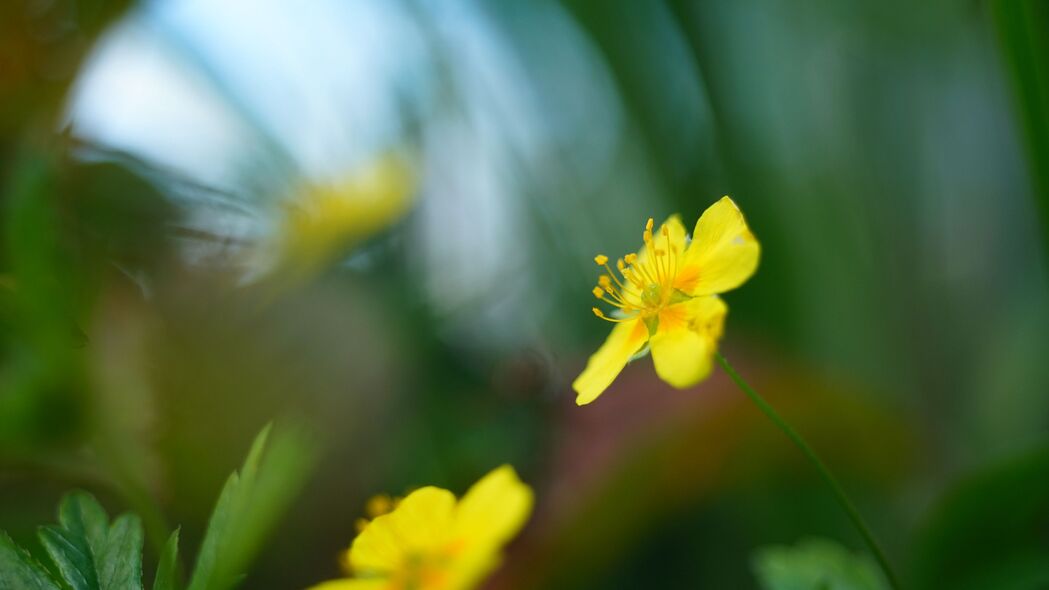 毛茛花瓣微距模糊美景，高清4K黄色壁纸，3840x2160分辨率下载
