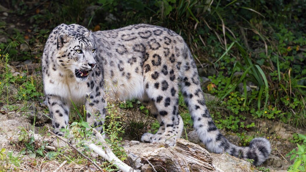 Irbis大猫捕食者爪子高清4K壁纸，树枝背景，3840x2160分辨率免费下载