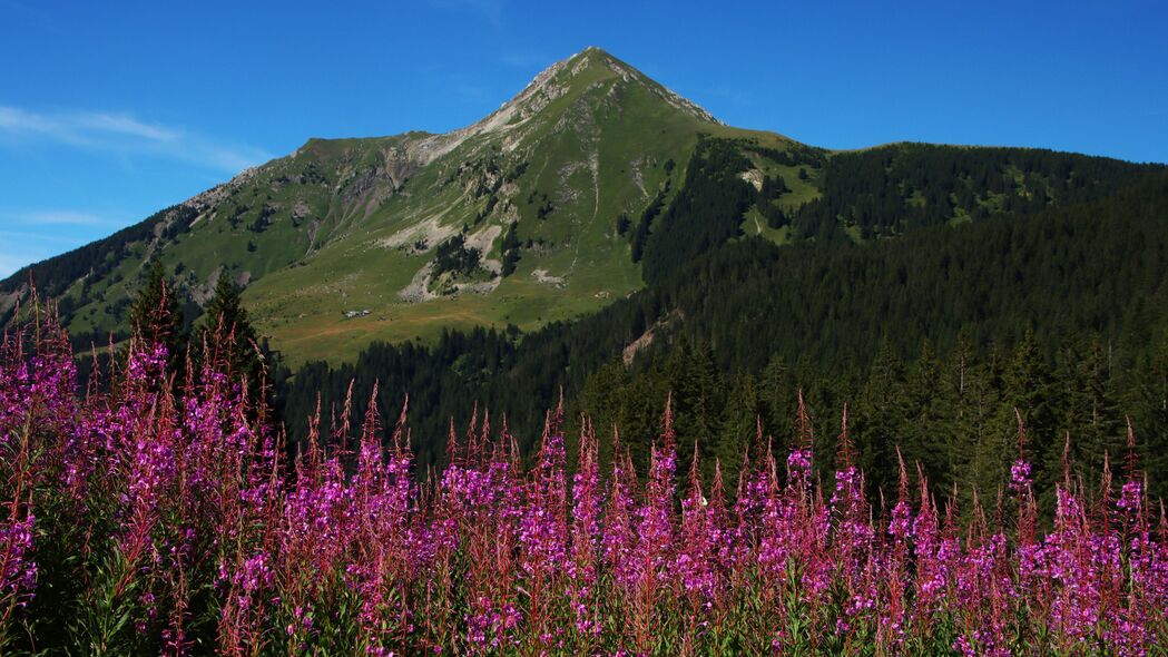 4K高清山野花海壁纸，山坡草木盛景，3840x2160精美下载