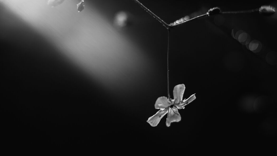 高清黑白花朵花瓣树枝4K壁纸，3840x2160超清分辨率，免费下载