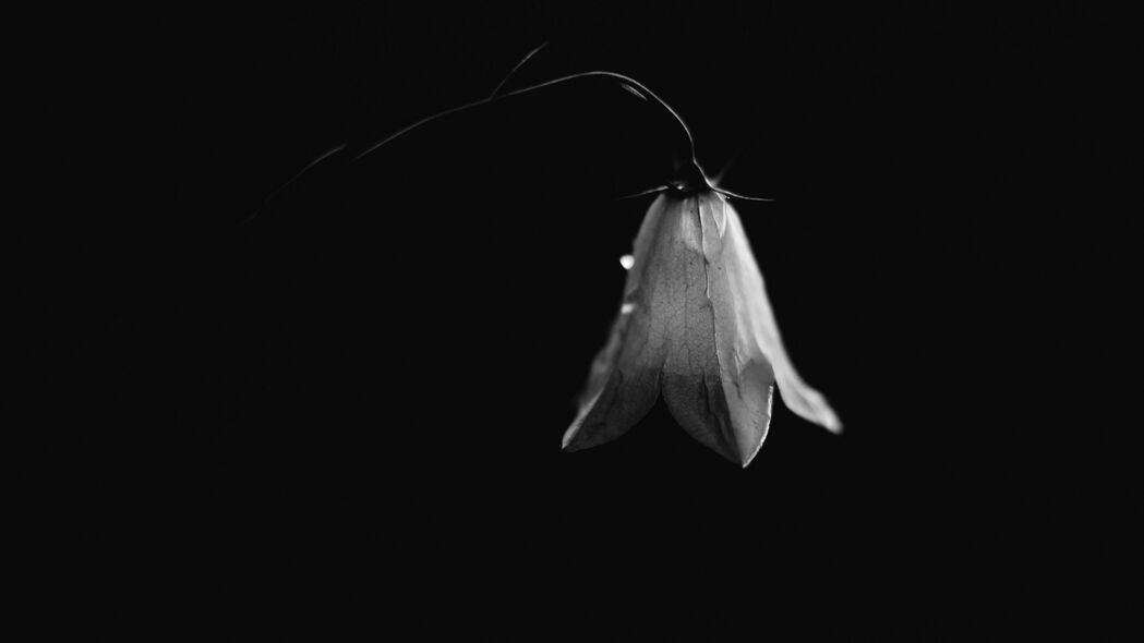 钟花芽滴绝美黑白4K壁纸，高清3840x2160分辨率，免费下载
