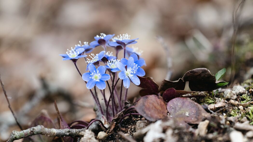 Hepatica花瓣宏观美，高清蓝色4K壁纸，3840x2160分辨率，畅享自然之美