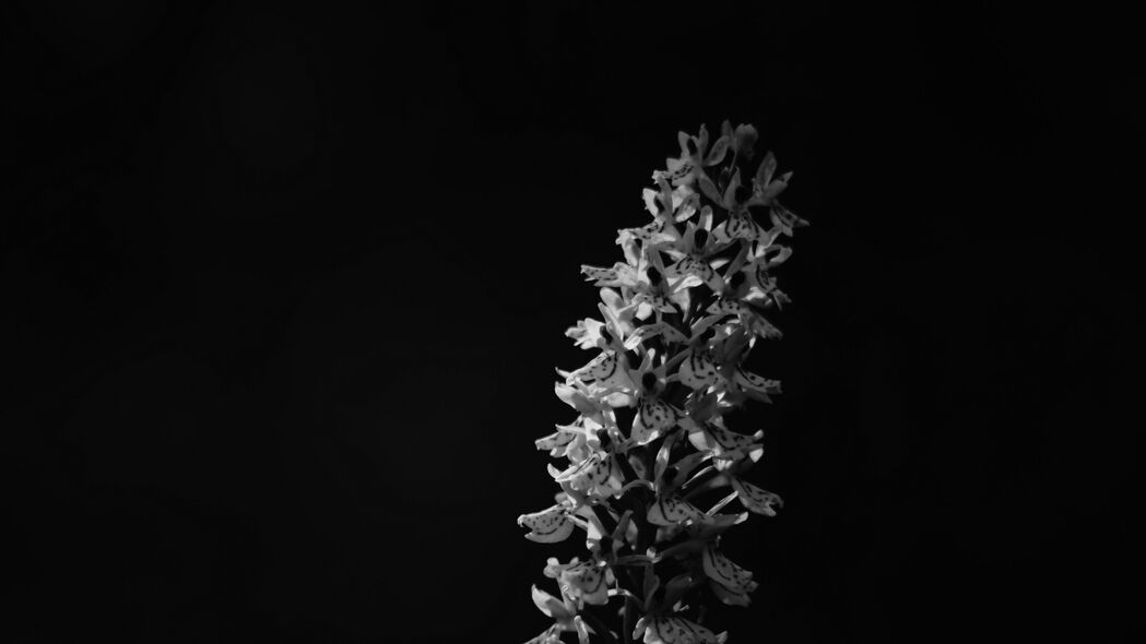 深色黑白花朵花序，4K高清壁纸，3840x2160超清背景图片，免费下载