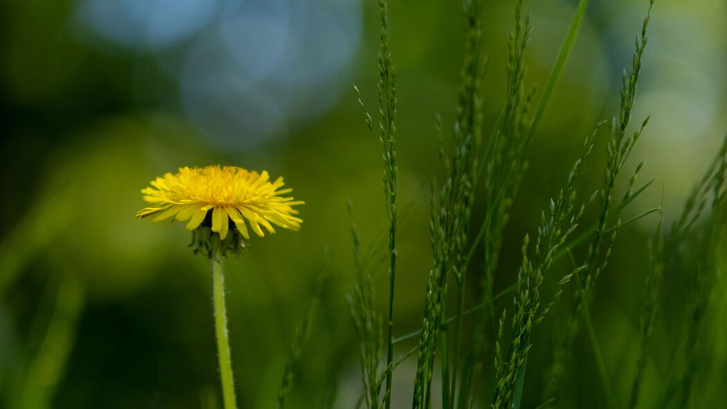 蒲公英花草模糊艺术，超清4K壁纸下载，3840x2160高清背景图片
