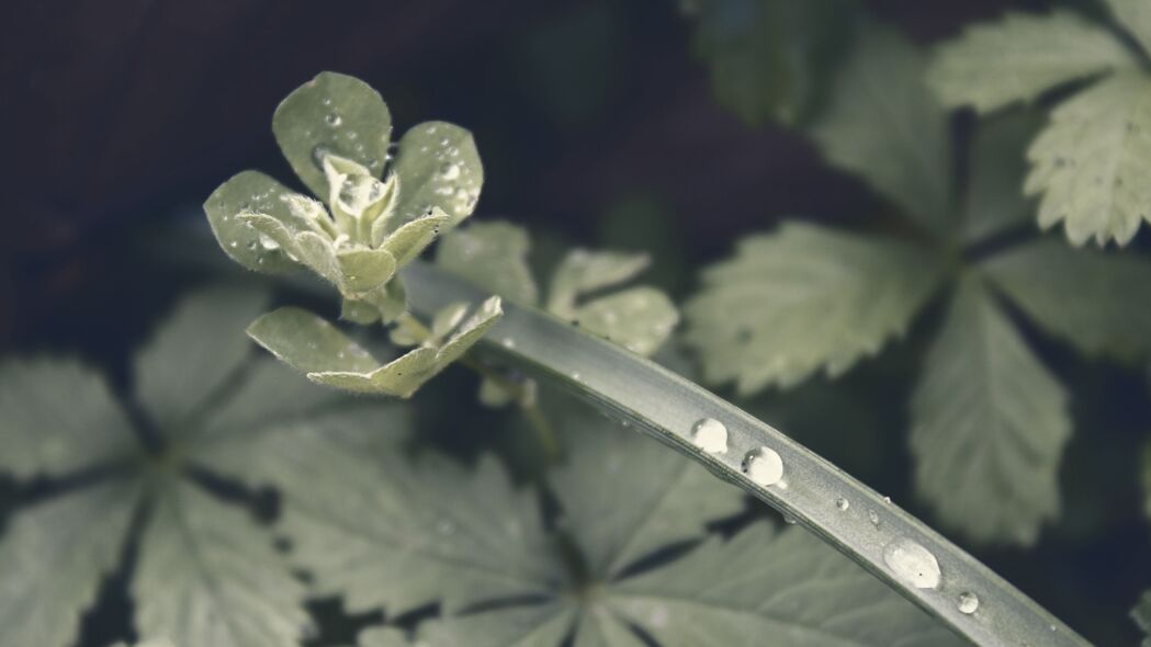 雨滴喷洒，树叶闪耀，超高清4K宏观壁纸，3840x2160分辨率，免费下载