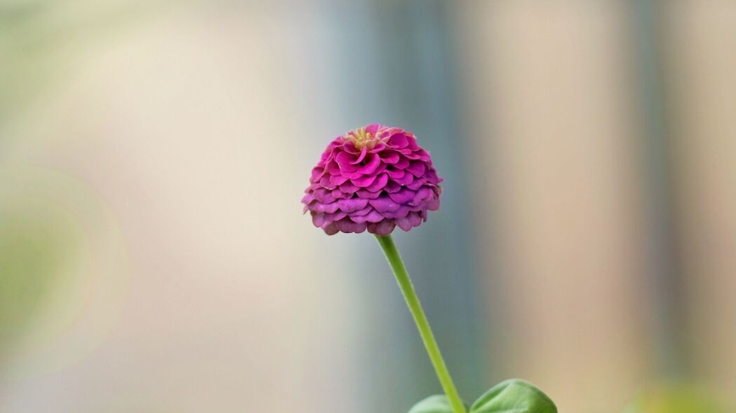 紫色大丽花模糊花瓣，绝美4K高清壁纸，3840x2160分辨率下载