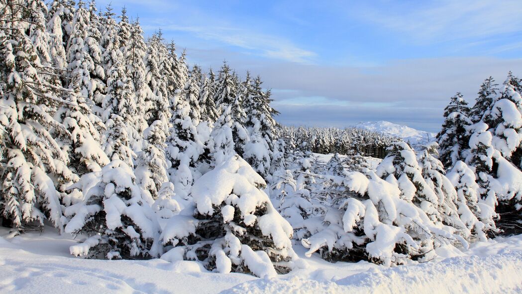 冬季雪景云杉树4K高清壁纸，3840x2160超清分辨率，免费下载