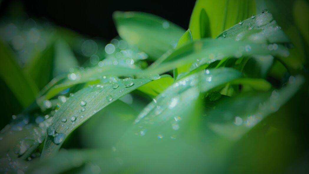 水滴绿叶雨景模糊效果，超清4K壁纸，3840x2160高清下载