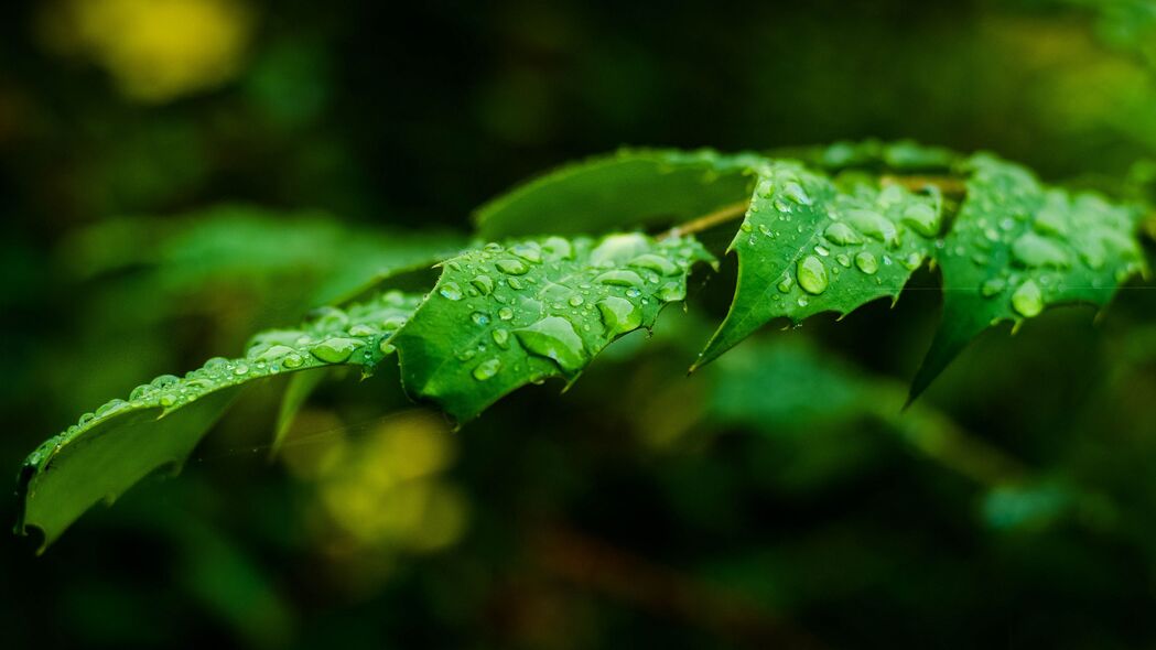叶子水滴雨景树枝宏观美景，4K超高清3840x2160壁纸免费下载