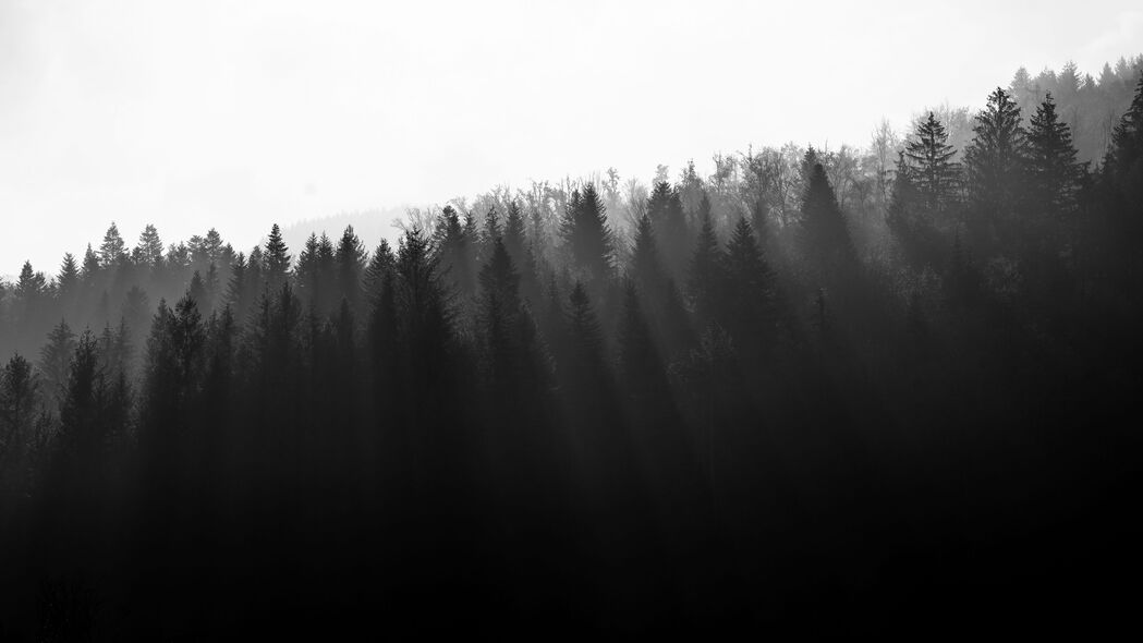 森林之光，4K高清黑白树木壁纸，3840x2160分辨率，免费下载