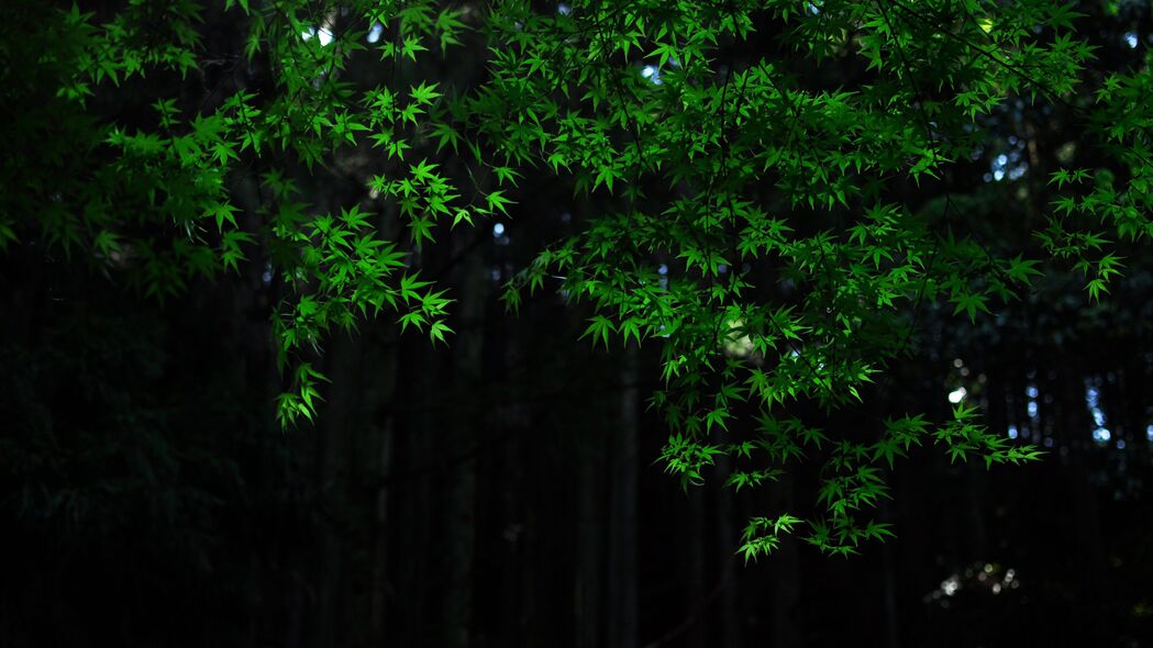 枫木深色树叶4K壁纸，高清3840x2160背景图片，一键下载