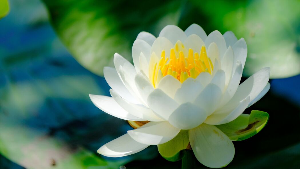 绝美睡莲，纯白花瓣4K高清壁纸，3840x2160超清分辨率，免费下载