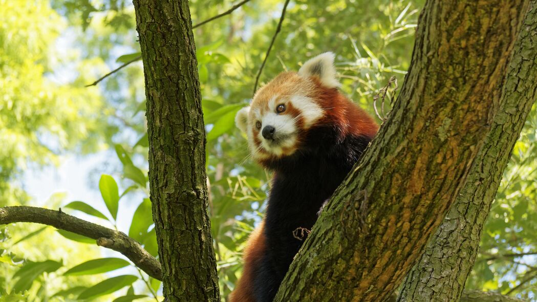 红熊猫自然之美，树皮树叶树枝细节呈现，4K高清壁纸3840x2160免费下载