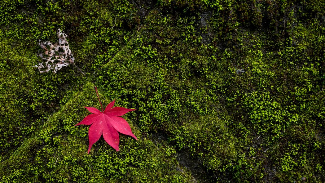 枫木苔藓宏观美景，4K高清壁纸，3840x2160超清画质，一键下载