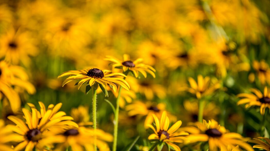 高清4K壁纸，模糊花瓣Rudbeckia花，3840x2160分辨率，唯美背景图片下载