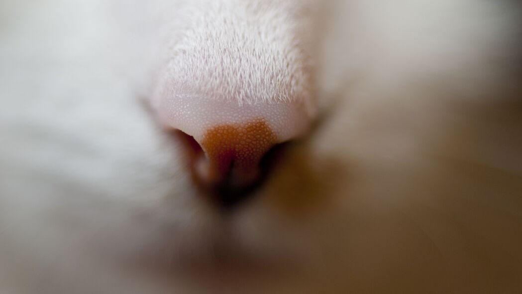 宏观视角下的猫鼻特写，枪口对准，4K超高清壁纸，3840x2160动物图片，免费下载