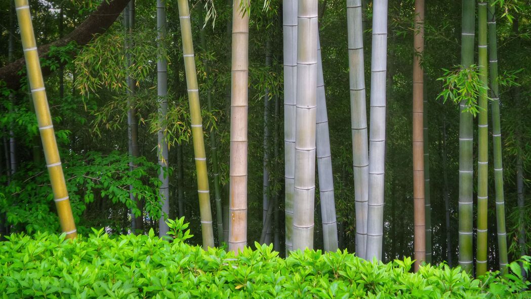 竹子树木高清4K壁纸，树干树叶细腻呈现，3840x2160超清风景图片下载