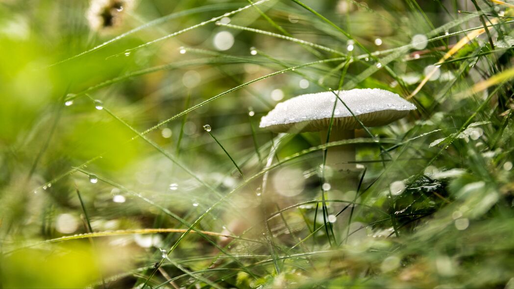 蘑菇草丛滴雨景，宏观视角4K超清壁纸，3840x2160高清背景图片下载