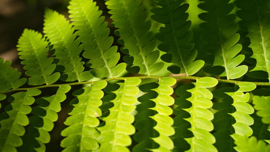 蕨类植物之美，光影交织的宏观世界，超清4K壁纸（3840x2160）免费下载