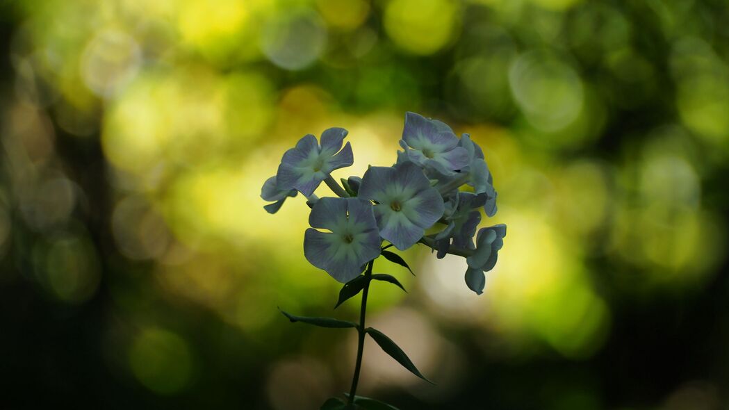 福禄考花朦胧美，超高清4K散焦壁纸，3840x2160分辨率，一键下载