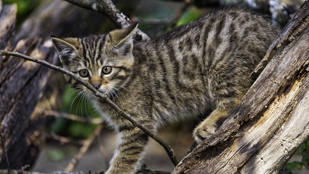 野生小猫树间嬉戏，超萌4K高清壁纸，3840x2160分辨率，免费下载