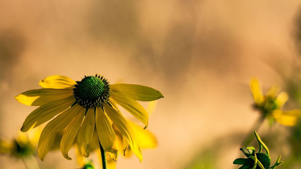 高清Rudbeckia花瓣宏观美景，惊艳4K壁纸，3840x2160超高清下载