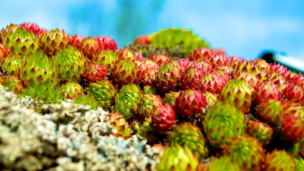 Sempervivum植物高清壁纸，宏大模糊风格，4K超高清3840x2160分辨率，免费下载