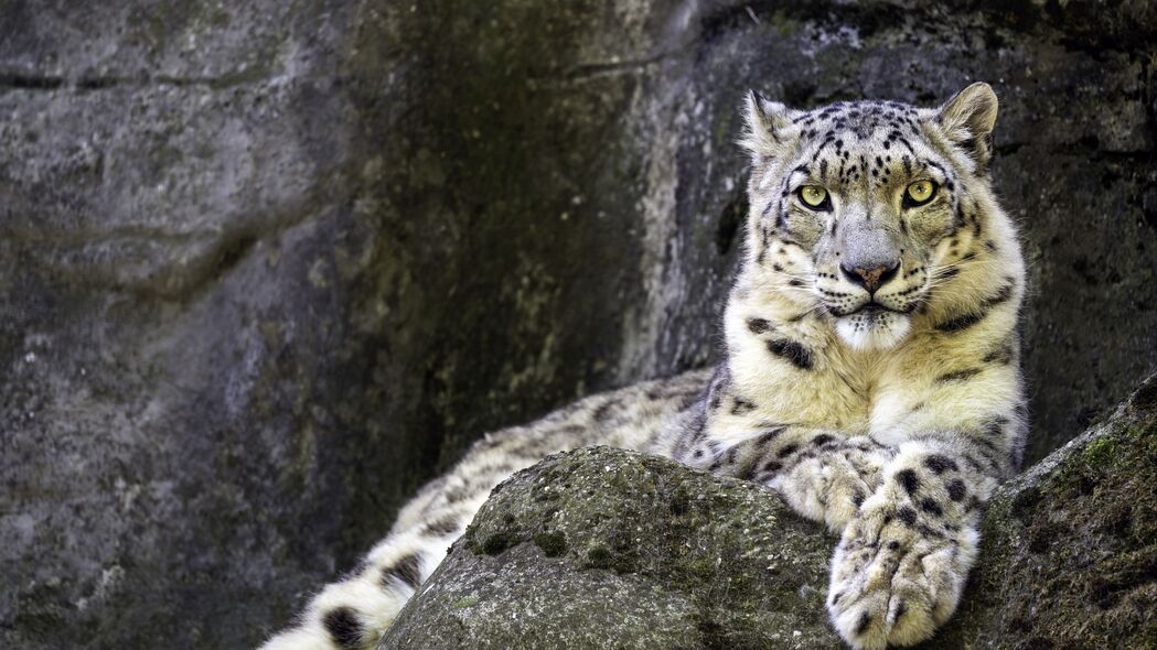 Irbis大猫捕食者爪子特写，高清4K石头背景壁纸，3840x2160分辨率下载