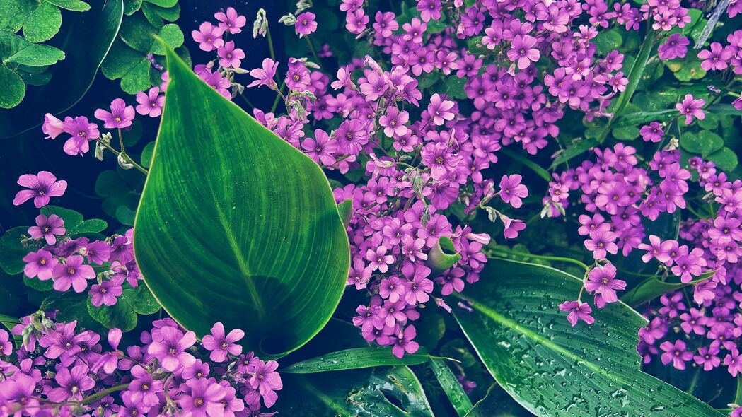 草叶花瓣水滴之美，4K高清壁纸下载，3840x2160超清背景图片