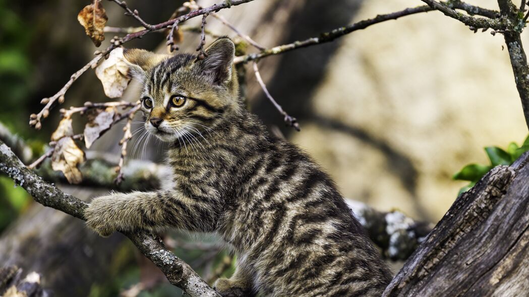 小猫嬉戏树枝萌态可掬，4K高清宠物壁纸，3840x2160超清下载