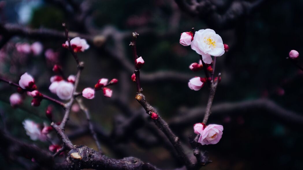 春季花朵绽放，花蕾绽放瞬间，树枝新绿，4K高清壁纸下载（3840x2160）